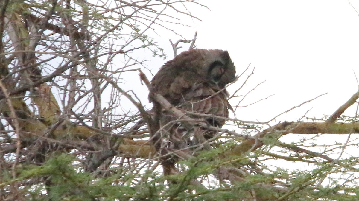 Verreaux's Eagle-Owl - ML617398538