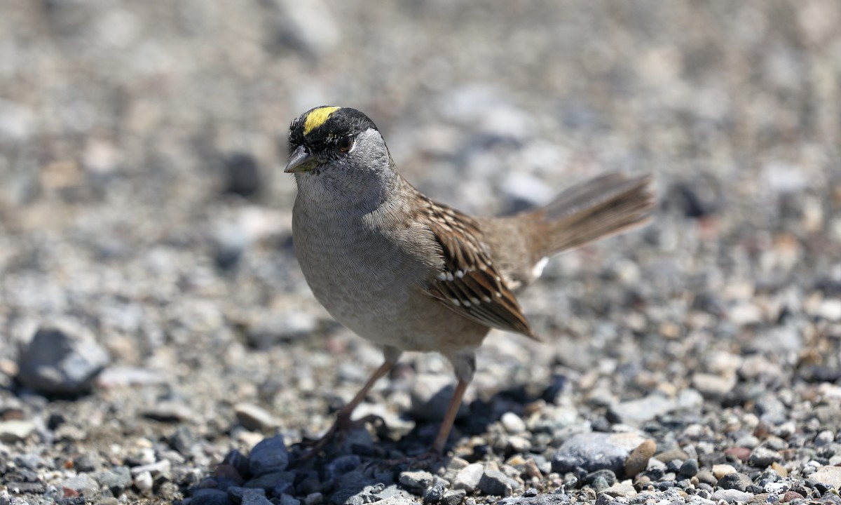 Golden-crowned Sparrow - Hampus Sandberg