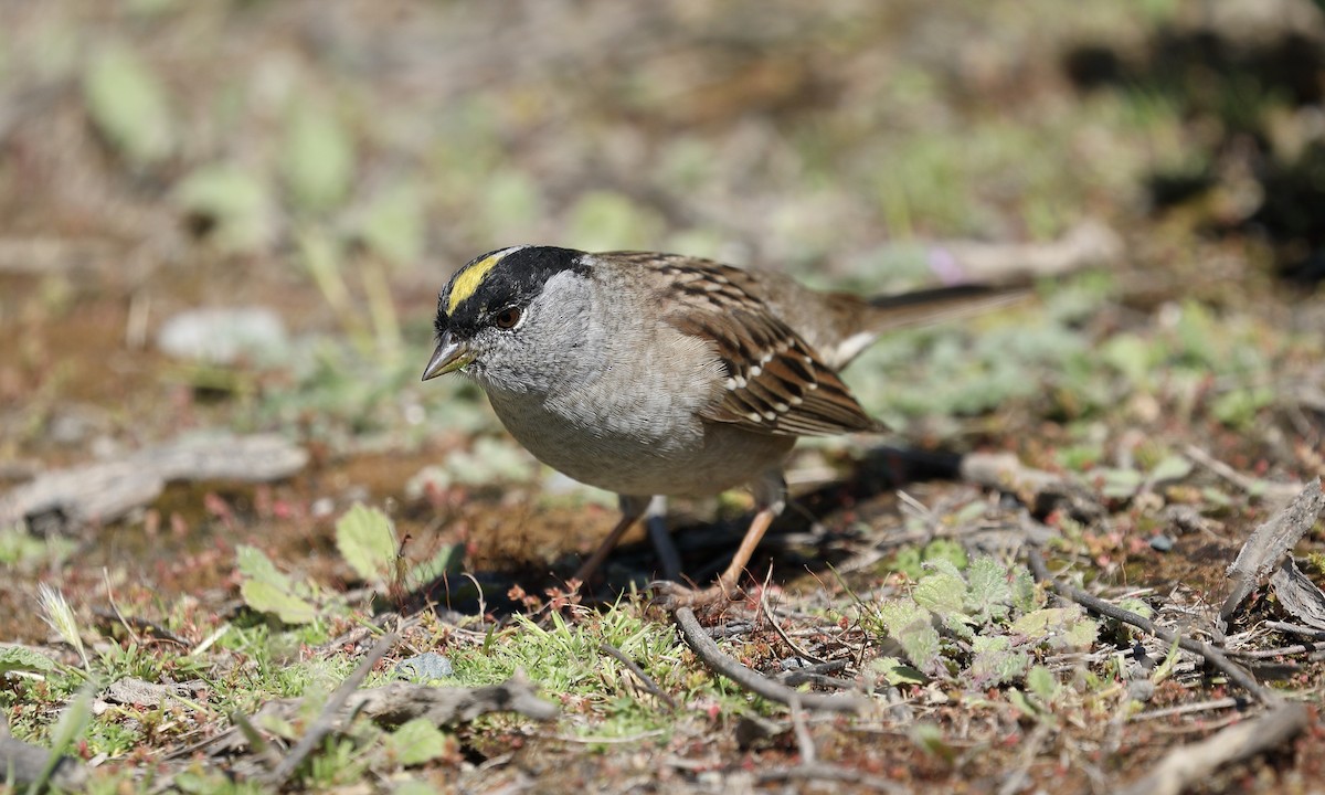 Golden-crowned Sparrow - Hampus Sandberg