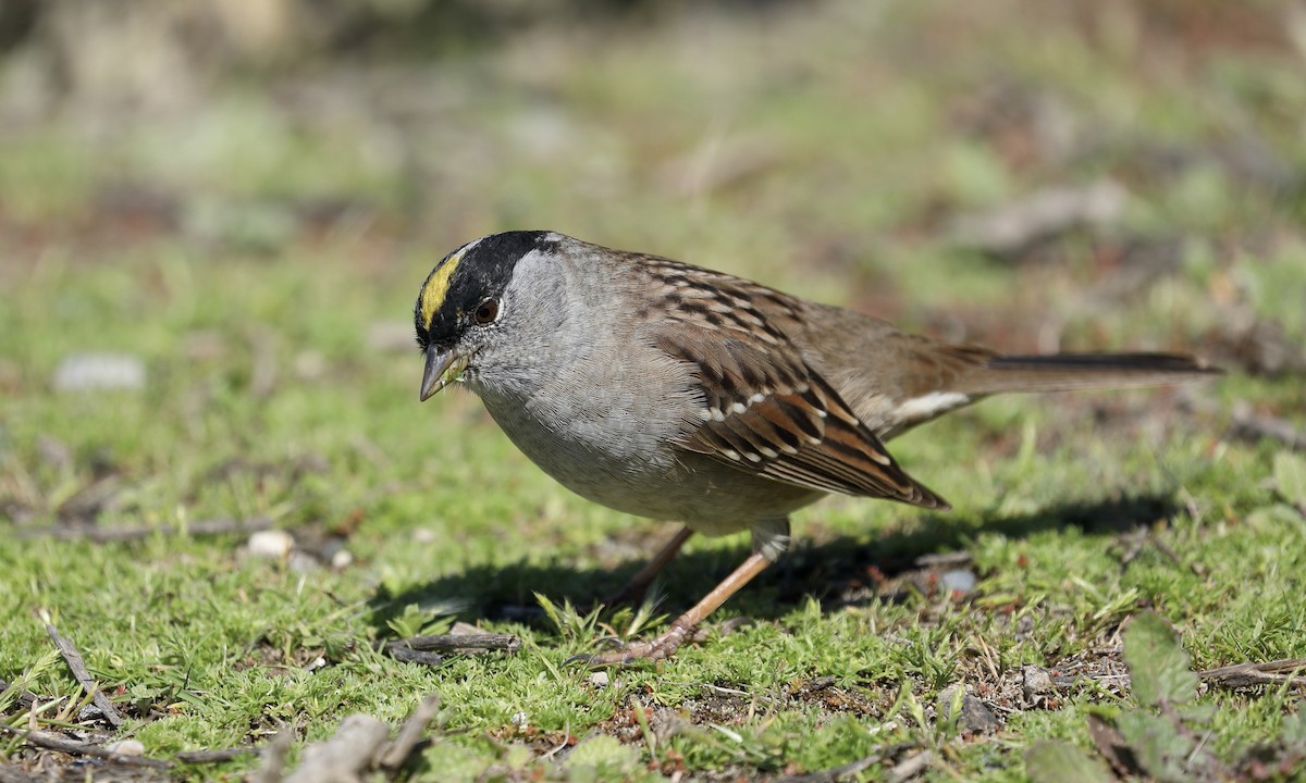 Golden-crowned Sparrow - ML617398708