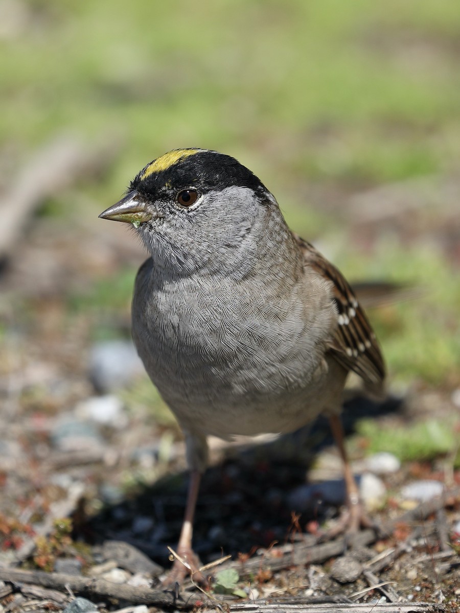 Golden-crowned Sparrow - ML617398709