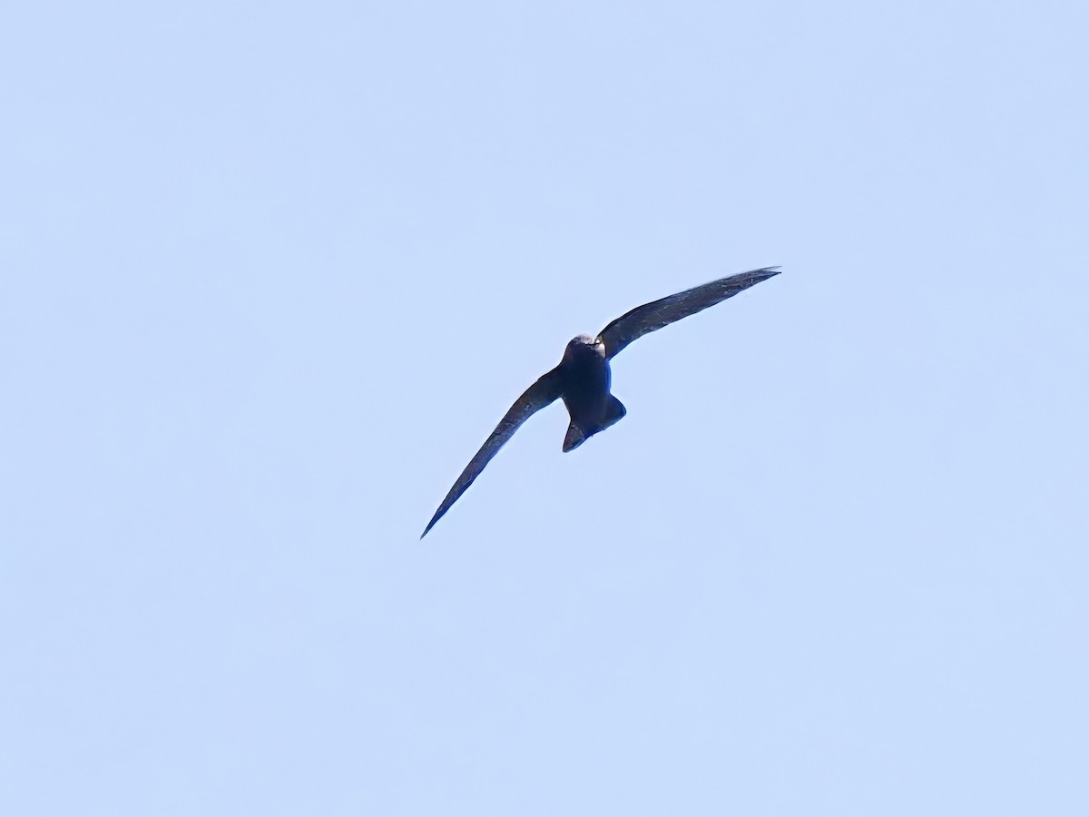 Spot-fronted Swift - ML617398739