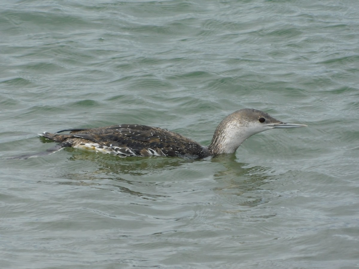 Red-throated Loon - ML617398860