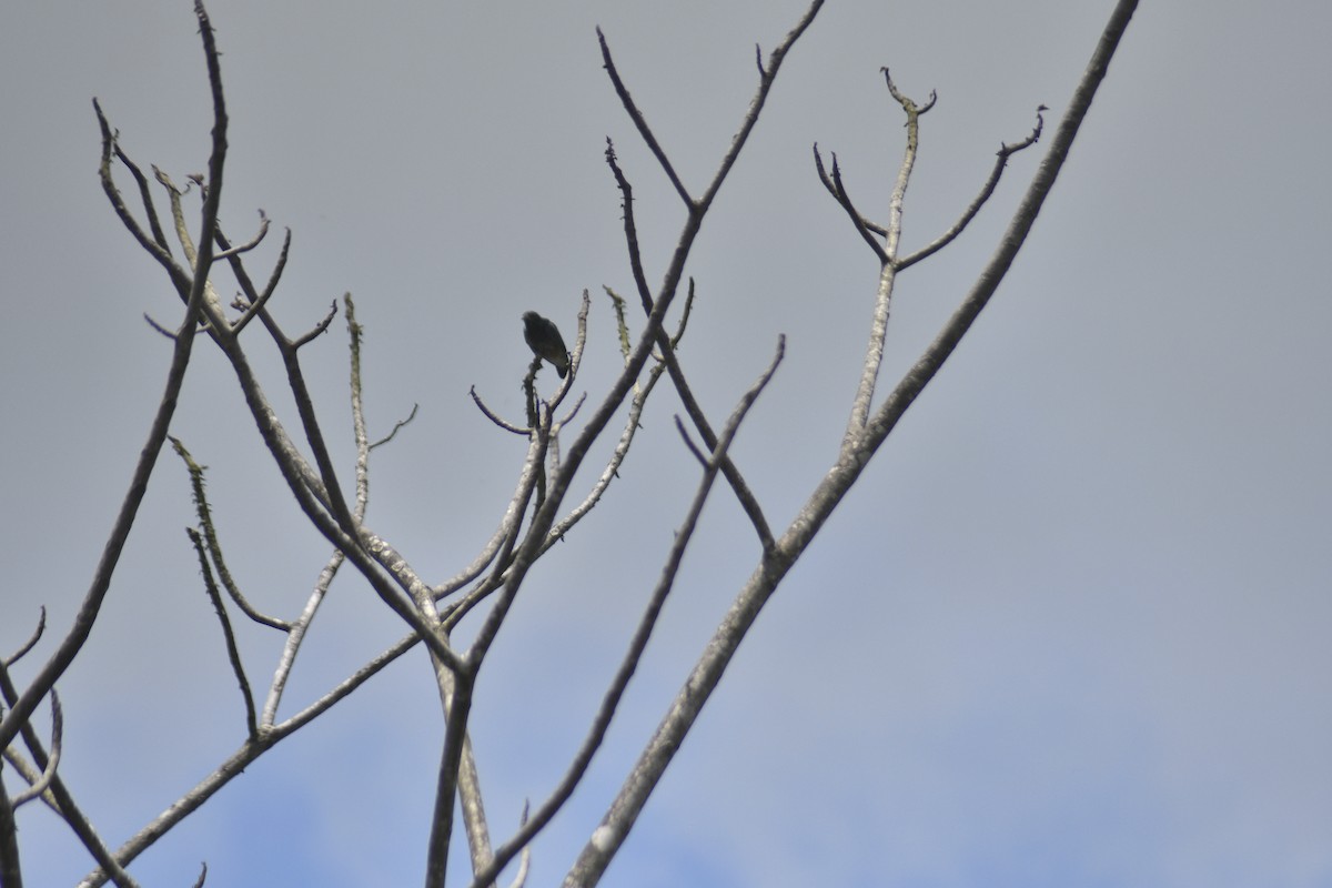 Swallow-winged Puffbird - ML617398872