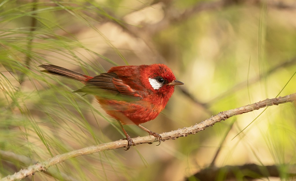 Red Warbler (White-cheeked) - ML617398889