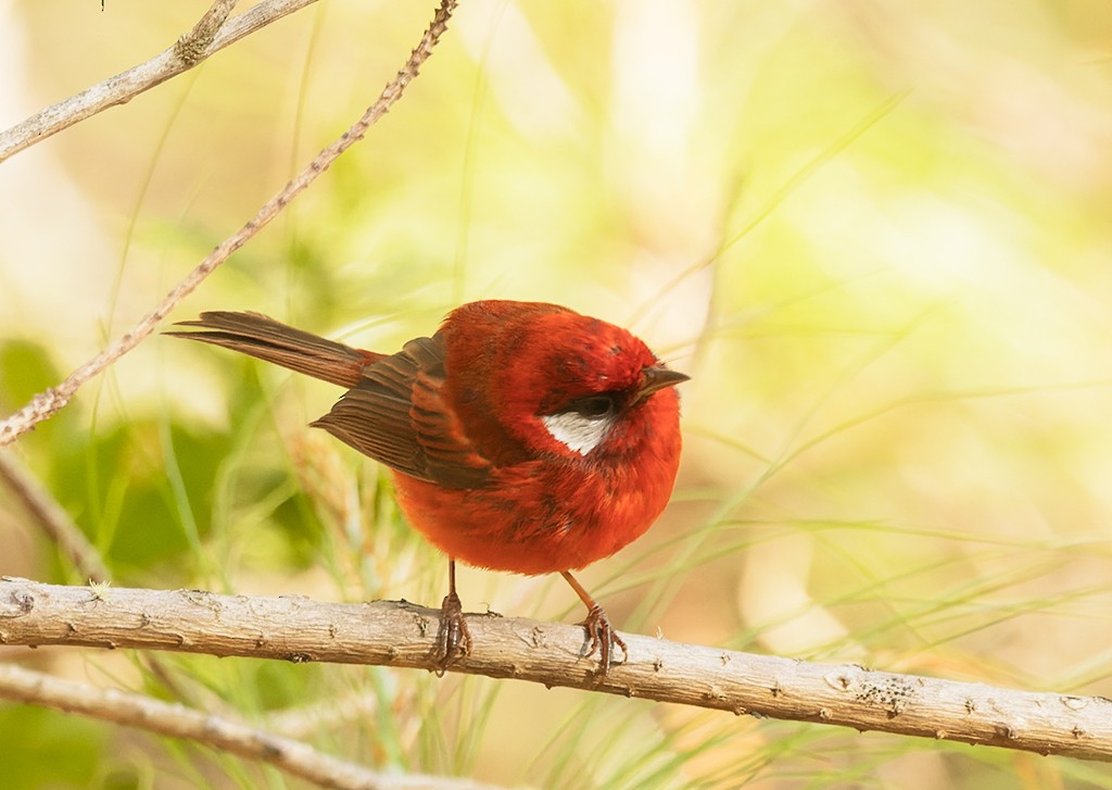 Red Warbler (White-cheeked) - ML617398890