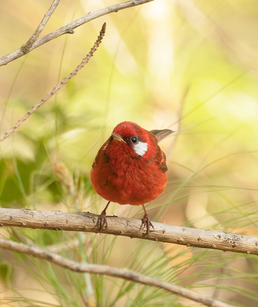 Red Warbler (White-cheeked) - ML617398891