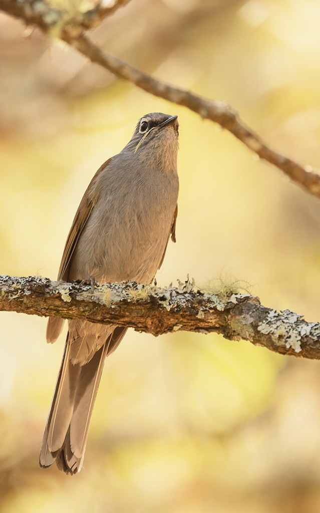 Brown-backed Solitaire - ML617398911