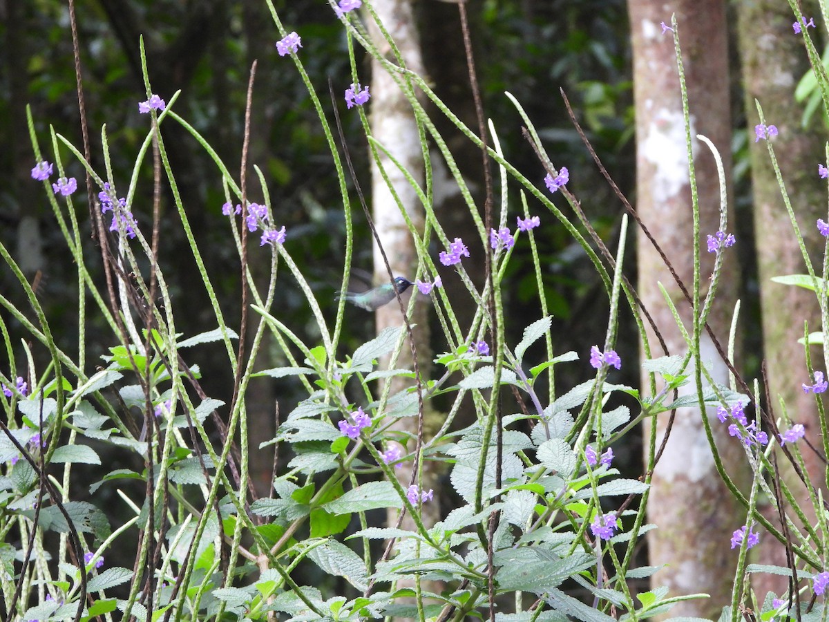 Violet-headed Hummingbird - ML617399134
