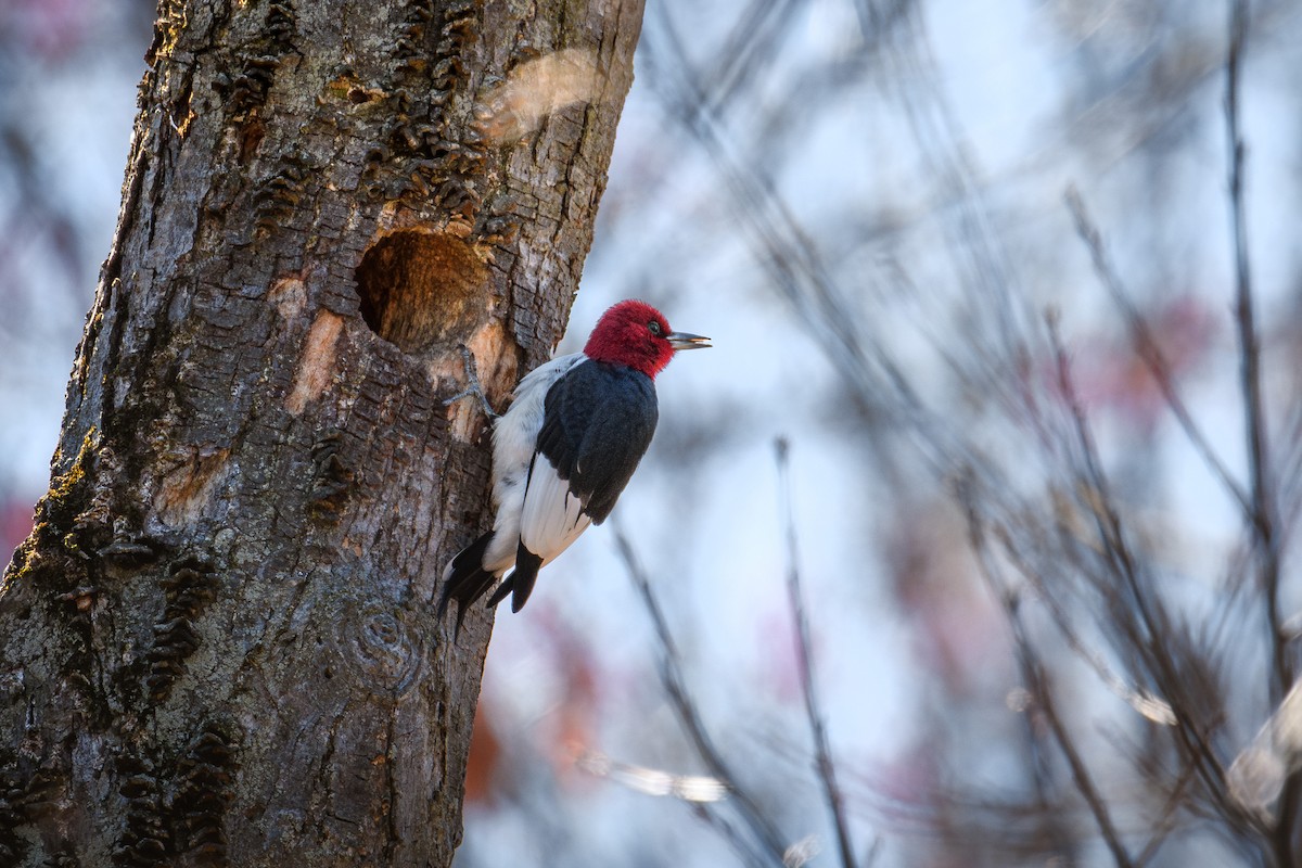 Red-headed Woodpecker - ML617399175
