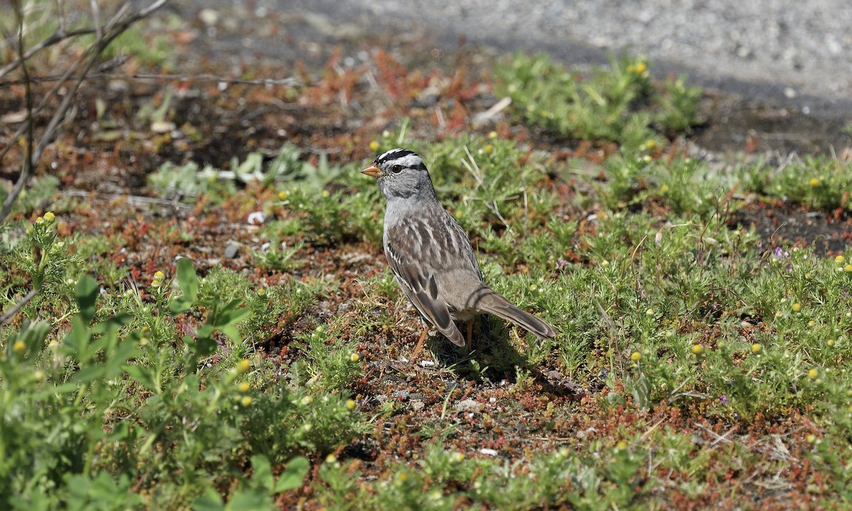 White-crowned Sparrow - ML617399197