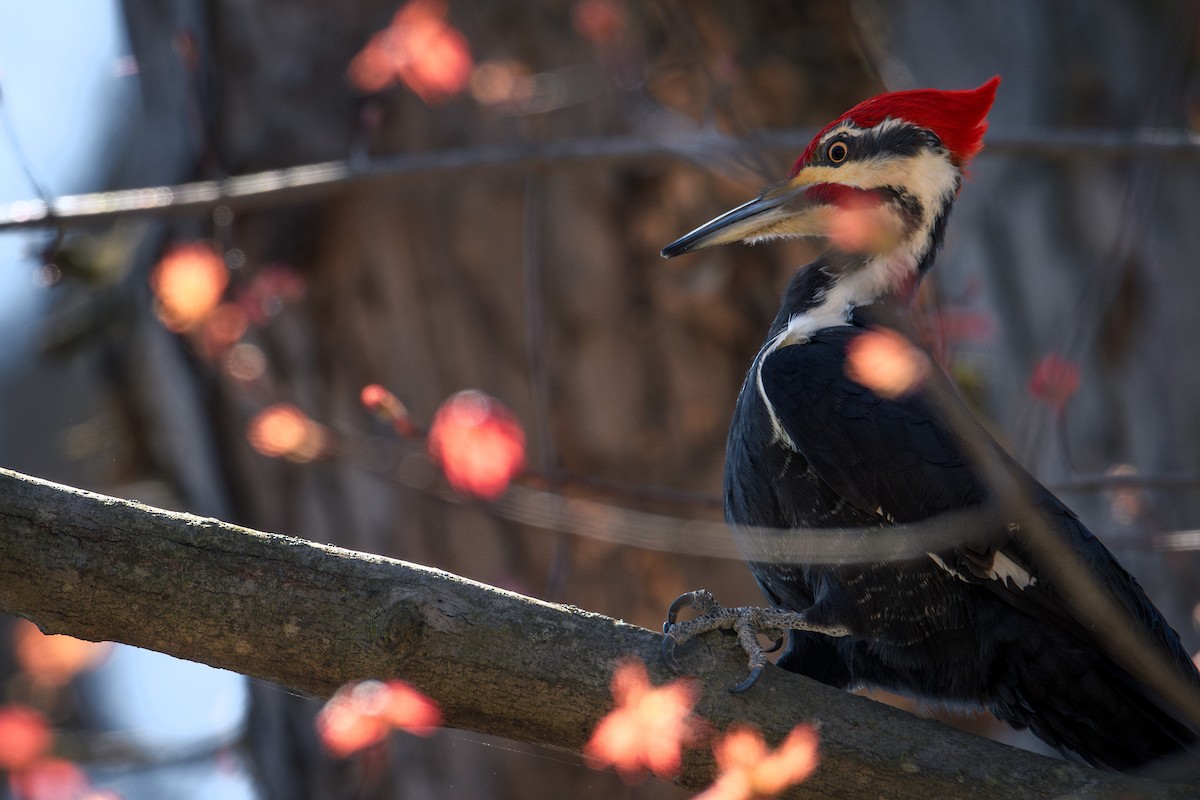 Pileated Woodpecker - Collin Porter