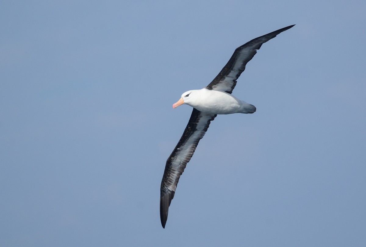 Albatros à sourcils noirs - ML617399280