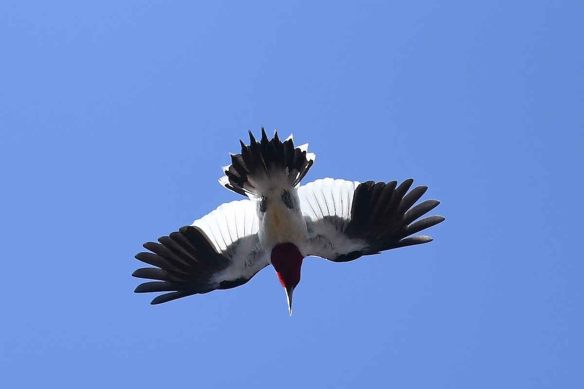 Red-headed Woodpecker - ML617399285