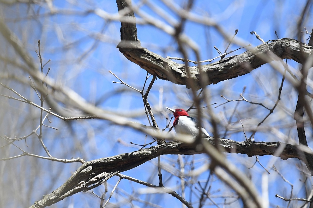 Red-headed Woodpecker - ML617399286