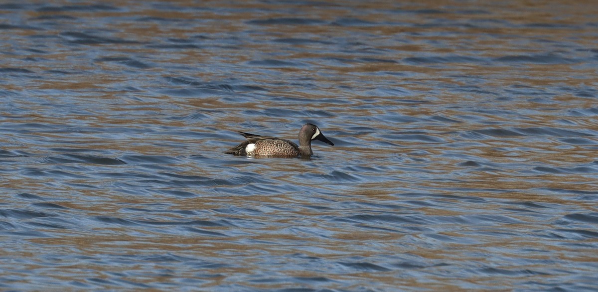 Blue-winged Teal - ML617399322