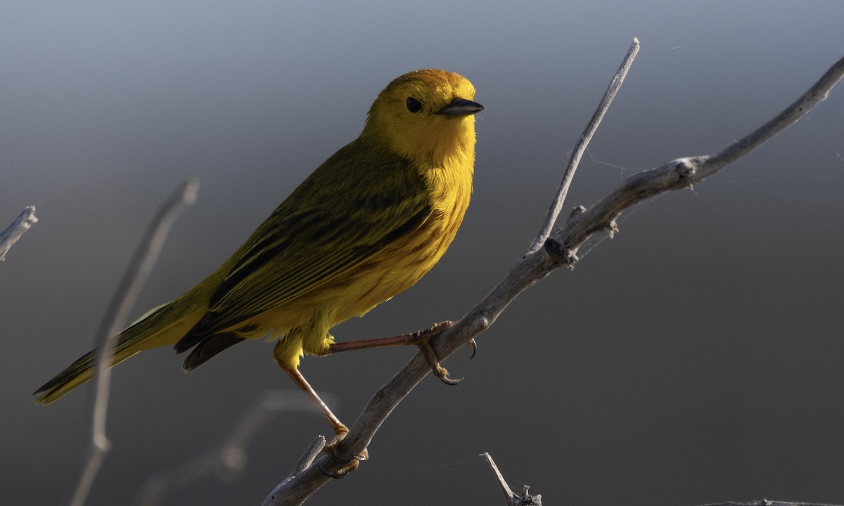 Yellow Warbler (Golden) - ML617399462