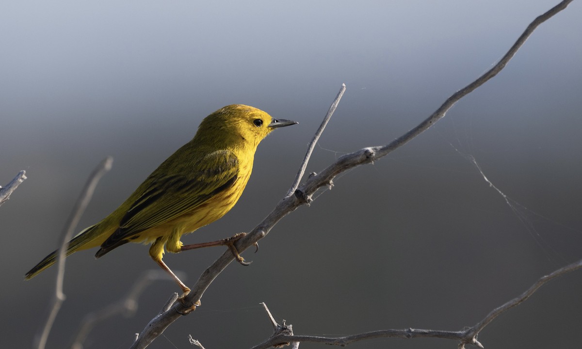 Yellow Warbler (Golden) - ML617399463