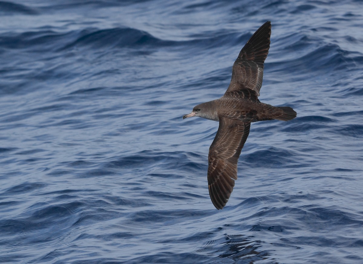 Pink-footed Shearwater - ML617399474