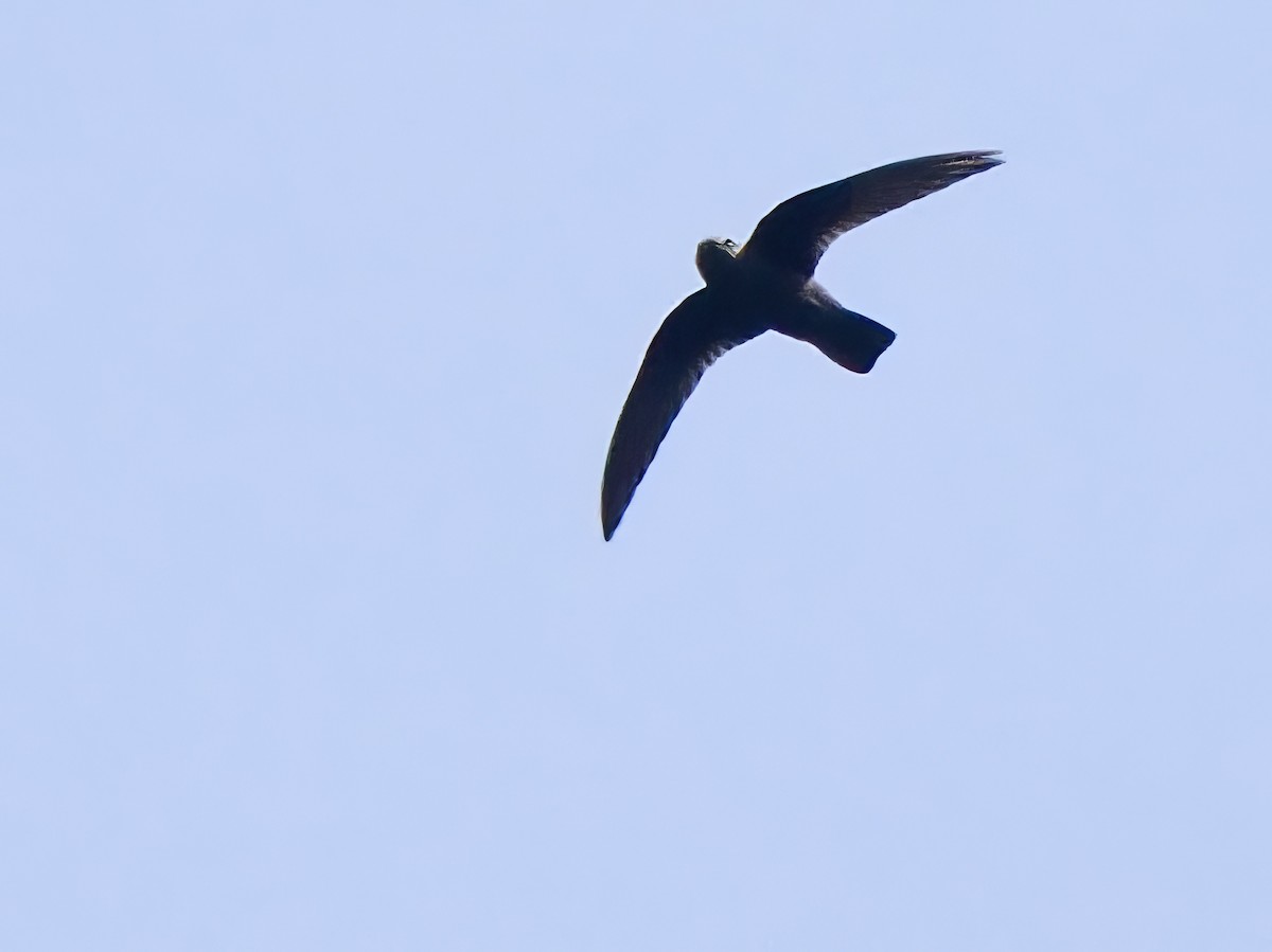 Spot-fronted Swift - ML617399559
