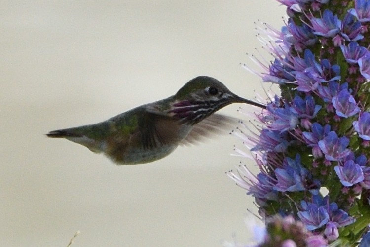 Calliope Hummingbird - ML617399577