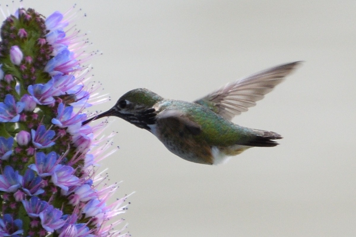 Calliope Hummingbird - Jari Toivanen