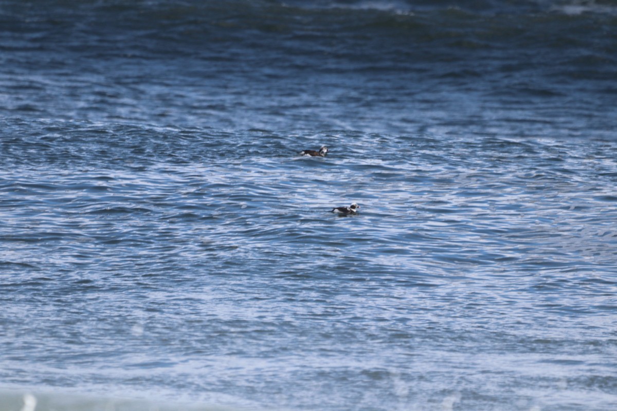 Long-tailed Duck - ML617399643