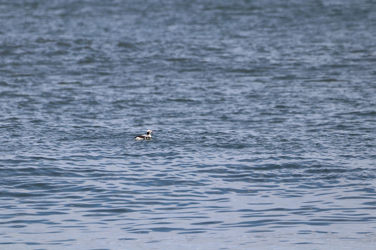 Long-tailed Duck - ML617399644