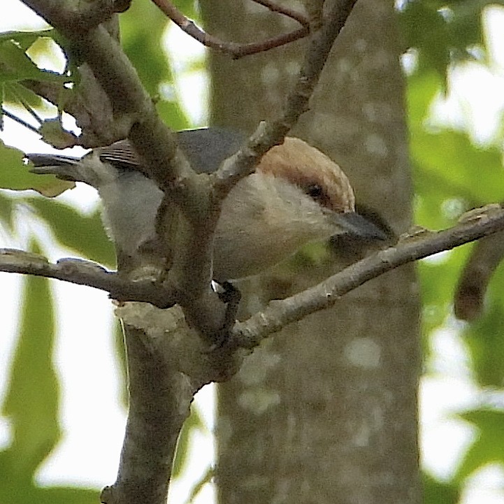 Brown-headed Nuthatch - ML617399672