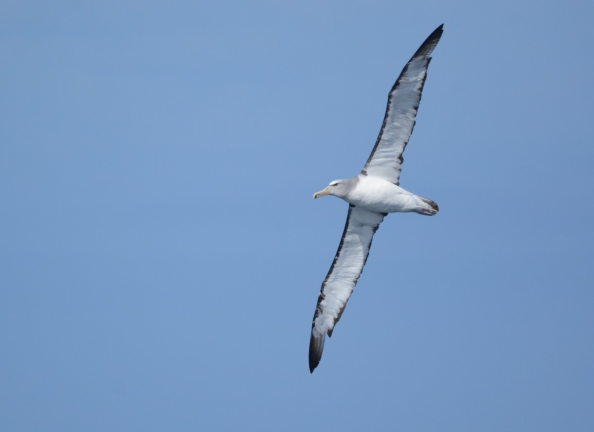 albatros snarský - ML617399734