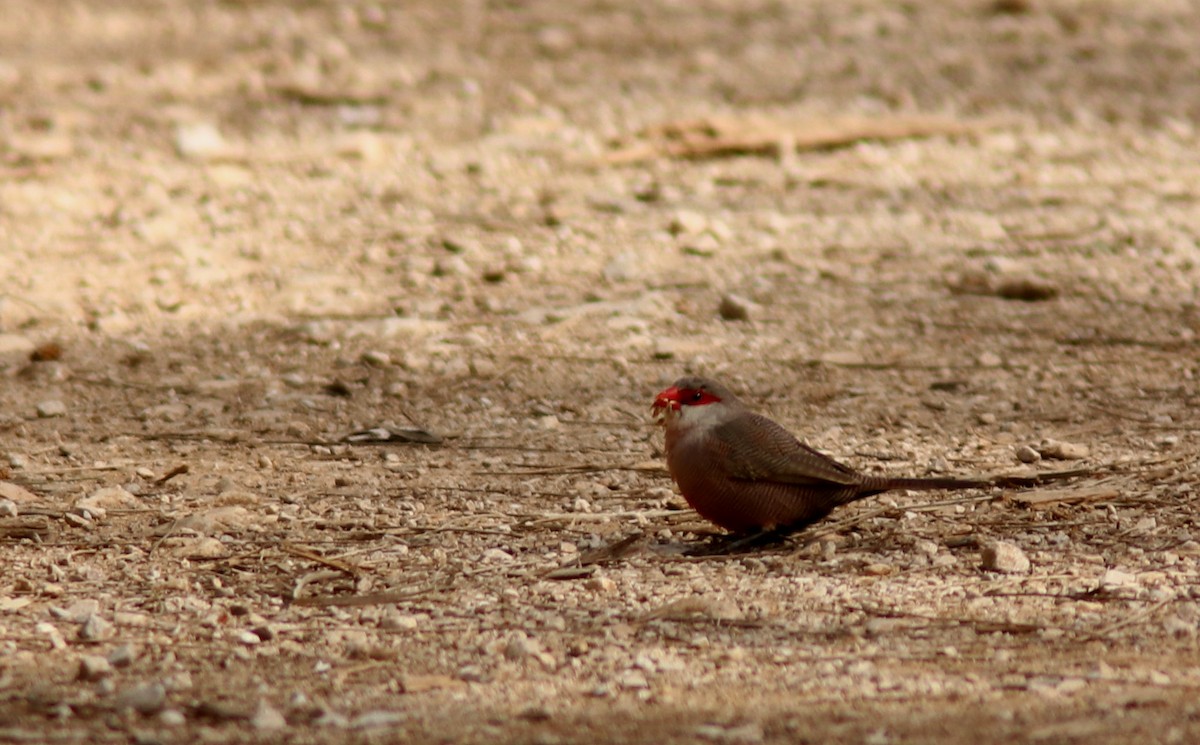 Common Waxbill - Real Gauthier
