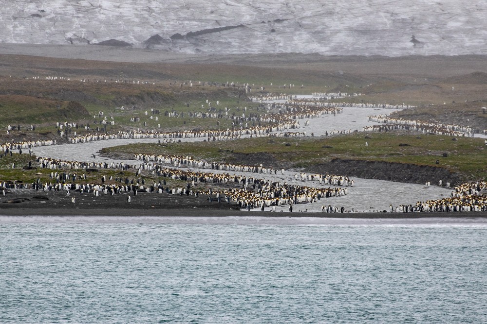 tučňák patagonský - ML617399800