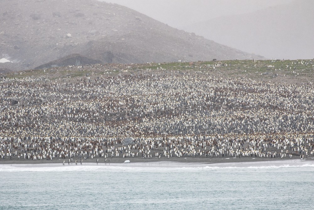 tučňák patagonský - ML617399815