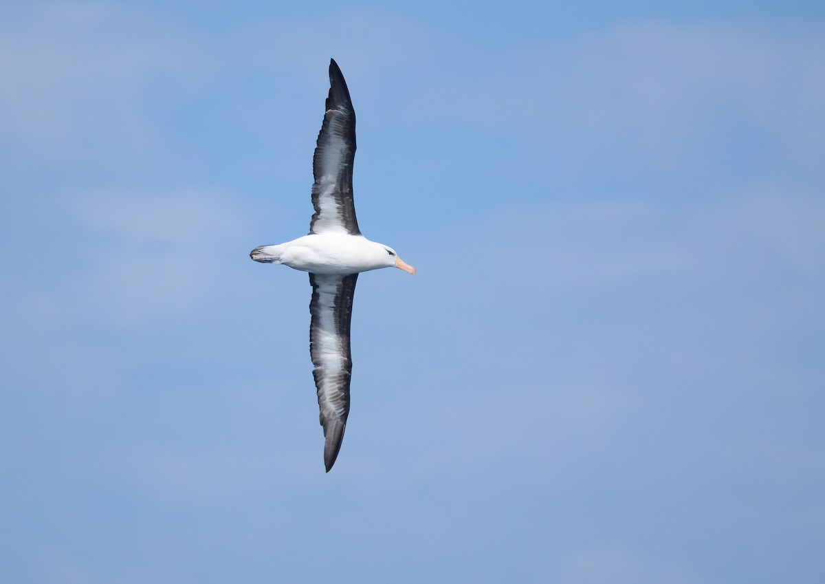 albatros černobrvý - ML617399818