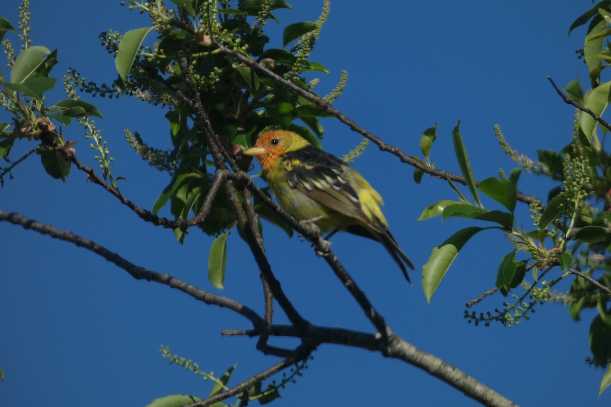 Western Tanager - ML617399881