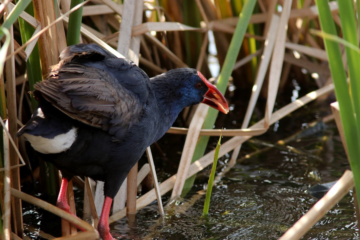 Western Swamphen - Real Gauthier