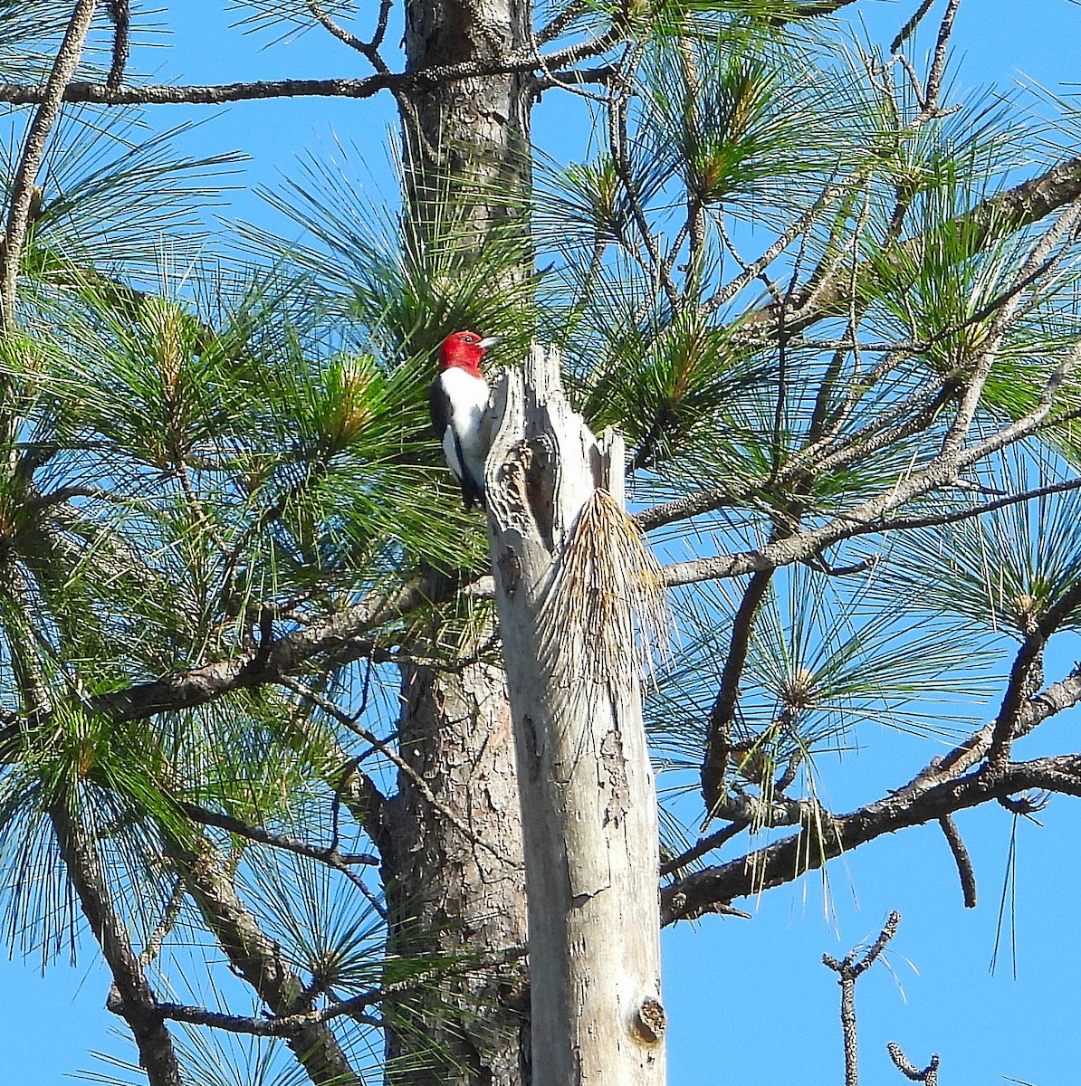 Red-headed Woodpecker - ML617400024