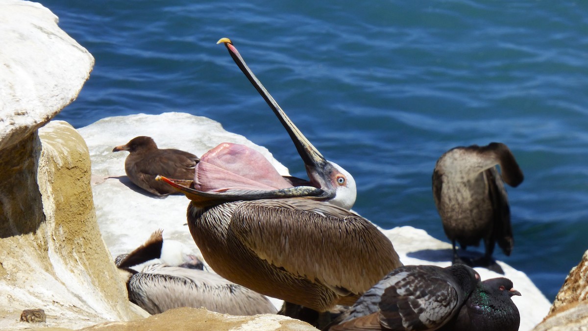 Brown Pelican (California) - ML617400027