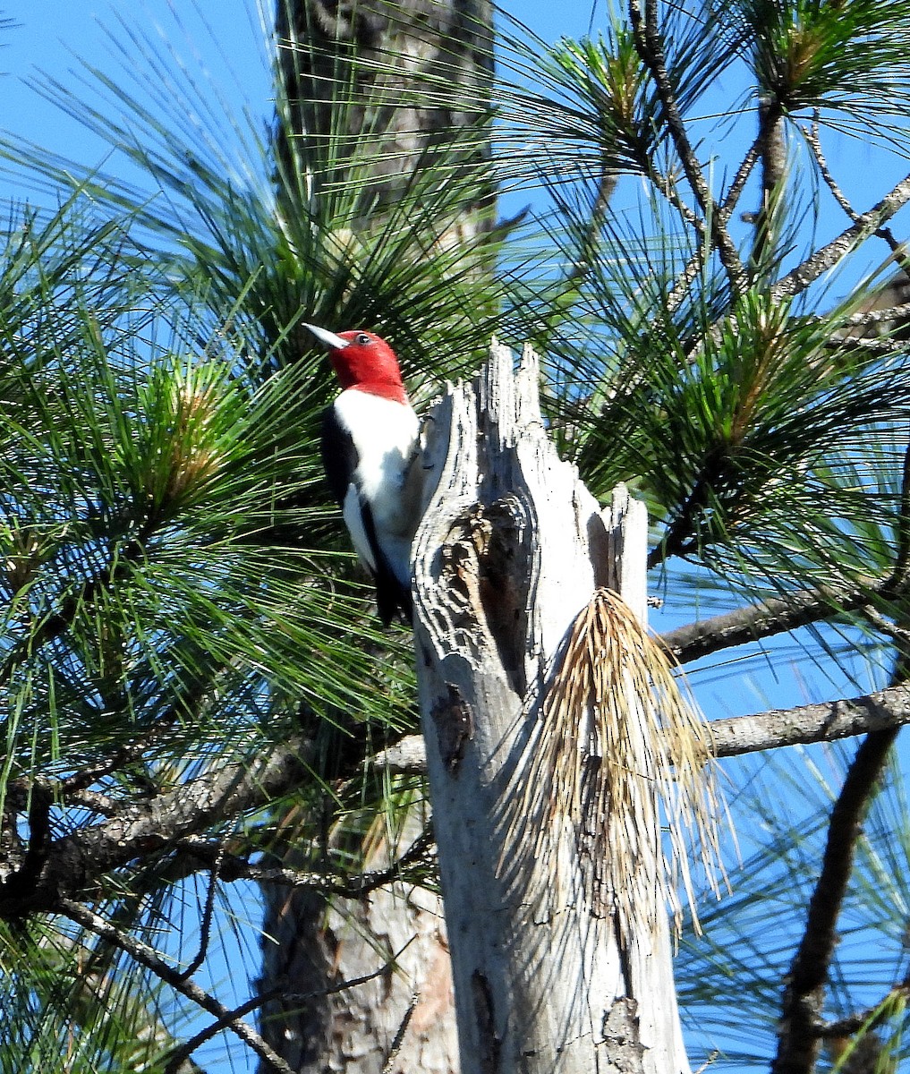 Red-headed Woodpecker - ML617400028