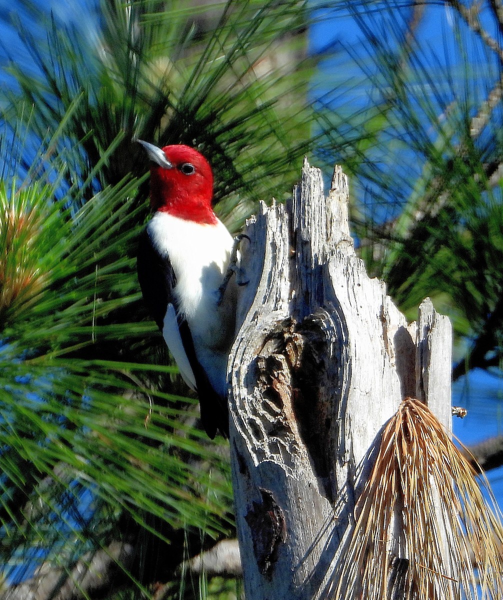 Red-headed Woodpecker - ML617400032