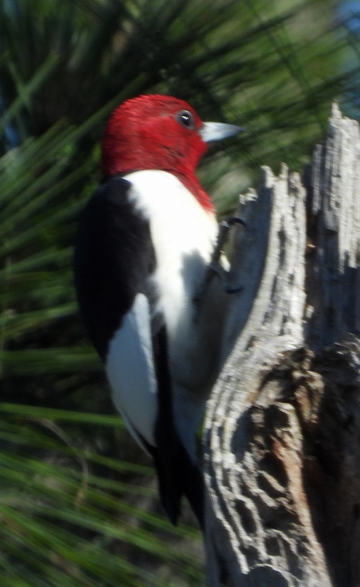 Red-headed Woodpecker - ML617400047