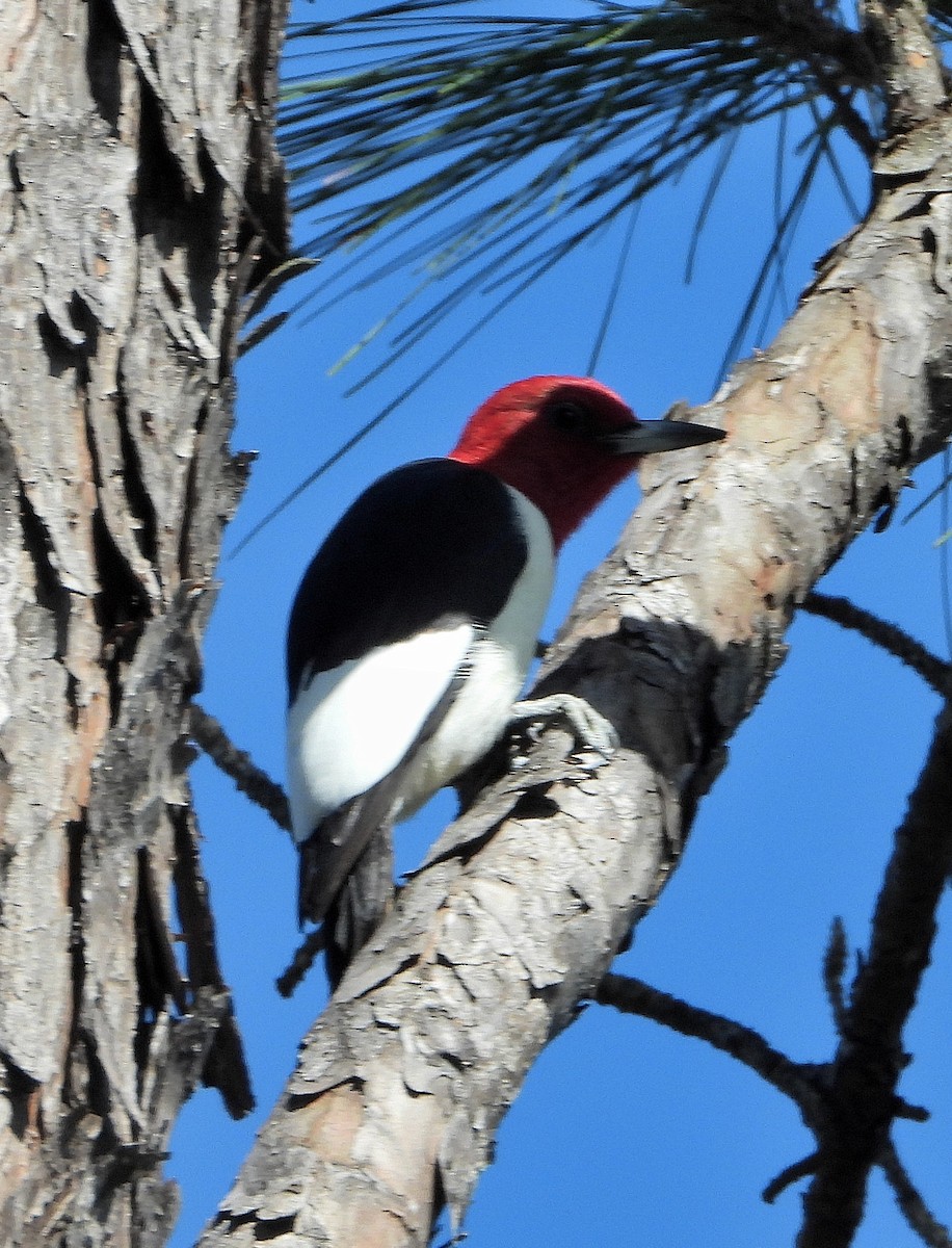 Red-headed Woodpecker - ML617400067