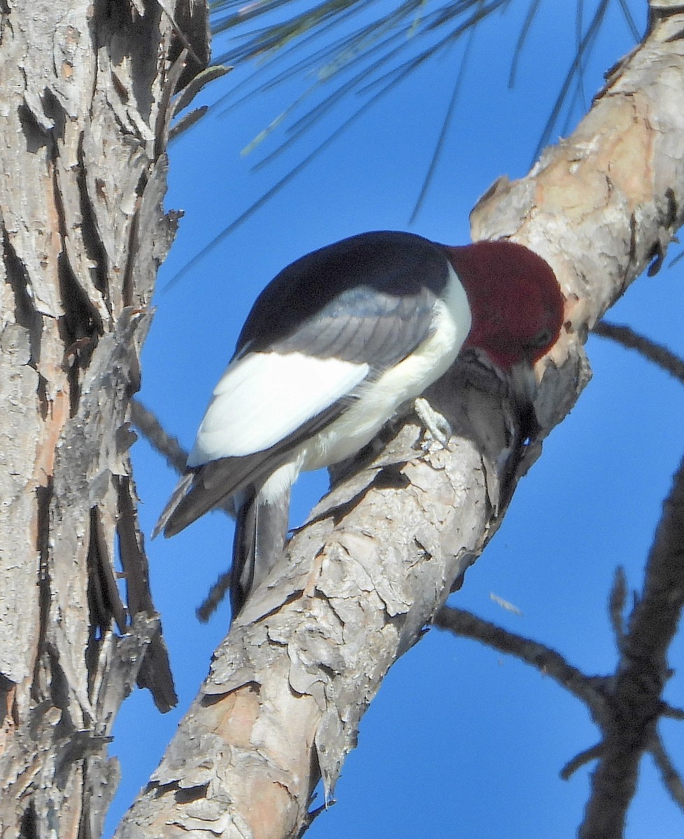 Red-headed Woodpecker - ML617400069