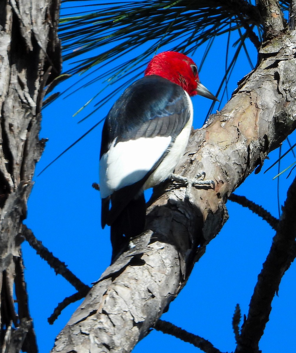 Red-headed Woodpecker - ML617400071