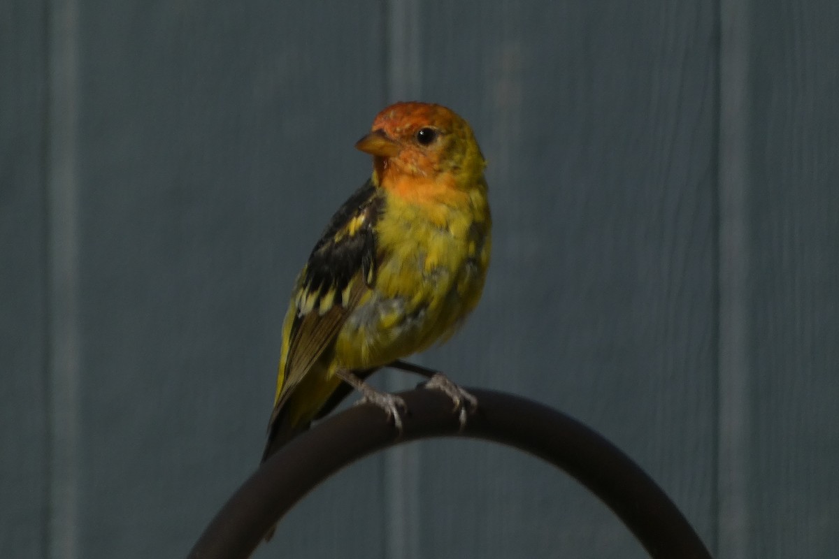 Western Tanager - ML617400075