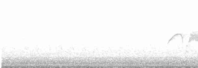 White-eyed Vireo - ML617400078