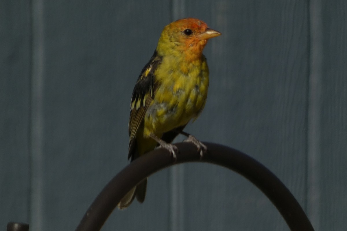 Western Tanager - ML617400095