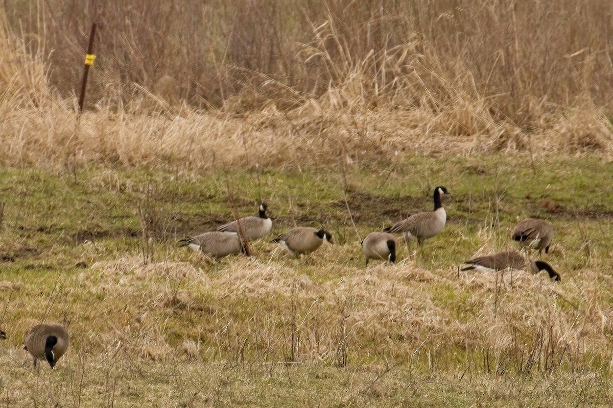 Cackling Goose - Normand Laplante