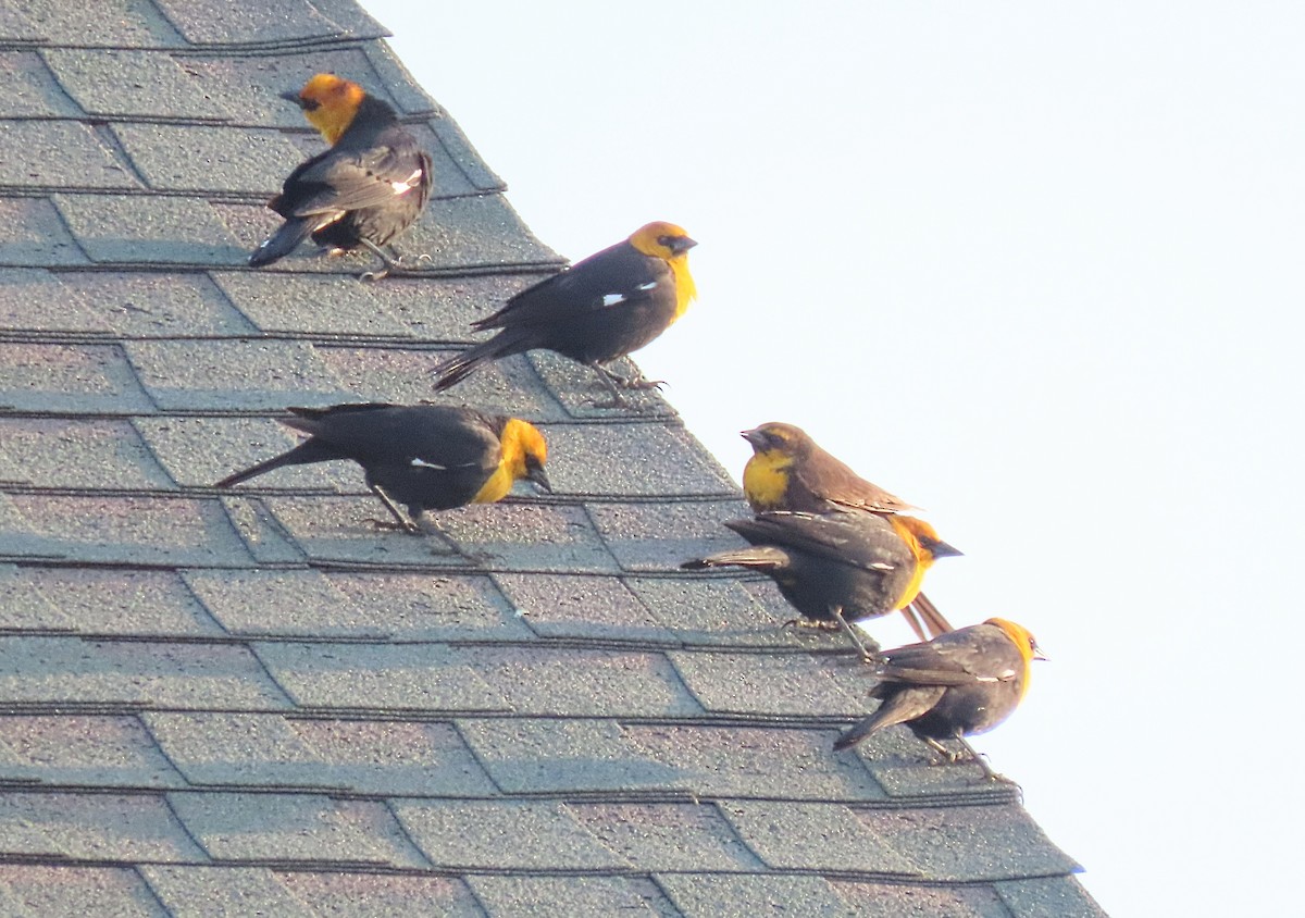 Yellow-headed Blackbird - ML617400206