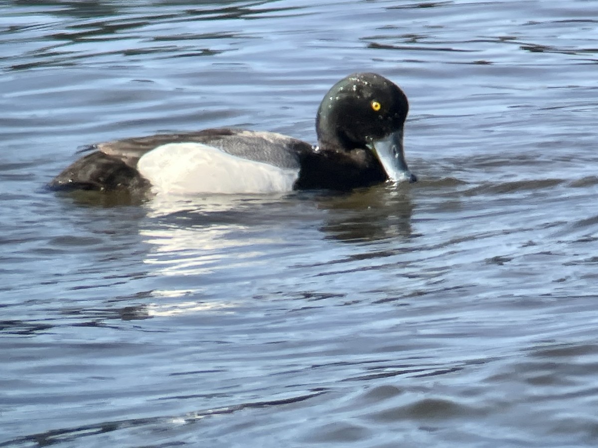 Greater Scaup - ML617400231